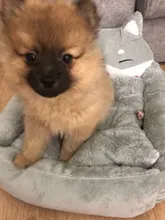 Bed-Mats Blanket-Supplies Kennels Pet-Sofa Cat-House Dogs Cartoon-Shaped Large Cute Dog-Pad