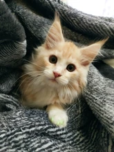 Tapas de uñas suaves para gatos, pegamento adhesivo 5x, aplicador 5x, XS, S, M, L, cubierta, gato, pata, garra, zot, 100 Uds.