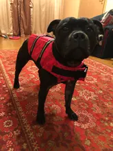 Chaleco Salvavidas para perro, chaqueta Salvavidas para mascota, ropa de seguridad, traje de baño para mascotas, Chaleco de seguridad para verano