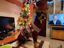 Suéter de dibujos animados para perros pequeños ropa cálida para mascotas de invierno, para Chihuahua, Yorkies, ropa para mascotas, traje de cachorro