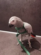 Arnés ajustable para pájaros y loros, correa de tracción, entrenamiento de mordida