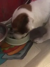 Dogs-Bowl-Accessories Pet-Feeder Puppy-Dog Feeding Slow Portable Dish Cats Prevent-Obesity