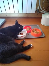 DRINK-FILTER Cat-Feeder Cat-Fountain Pet-Drinking-Water-Dispenser Cats Automatic LED