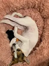 Perrera larga de felpa supersuave para mascotas, saco de dormir redondo, tumbona para casa de gatos, cesta de sofá cálido de invierno para perros pequeños, medianos y grandes