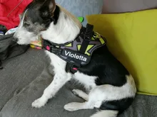 K9 Harnesses For Dogs Customizable Dog Name label Reflective Adjustable Dog Harness Vest