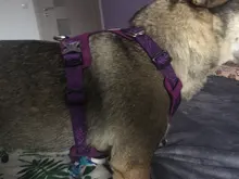 Harness Light-Weight Military-Service Truelove Dog Small Outdoor Tactical Medium Adjustable