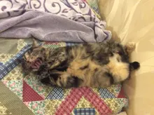 3/6 unids/set mezcla mancha de palo Tortillon boceto arte dibujo blanco carbón Sketcking herramienta de papel de arroz lápiz artista suministros