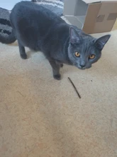 Cat Snacks Sticks Toothpaste-Stick Teeth-Molar Pet-Cat-Cleaning Natural Silvervine Fruit