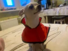 Jumpsuit Hoodies Pet-Coat Rain-Jacket Reflective French-Bulldog-S-2xl Waterproof Medium