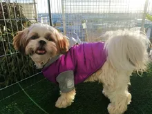 Coat Pet-Dog-Jacket Winter Puppy Hood-Size Warm with 8-18 5-Colors Thickening