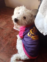 Camiseta suave de verano para perro y gato, ropa para perros pequeños, Chaleco de dibujos animados para suministros para Mascotas y Cachorros, camiseta suave