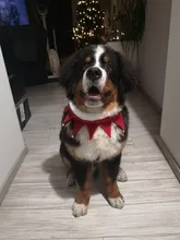 Grooming-Accessories Towel Scarf Necklace Collars Decor Cat Dogs Saliva Adjustable Plush