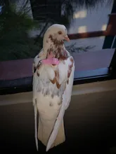 Cuerda de entrenamiento antimordedura para mascotas, Kits de correas ultraligeras, suaves y portátiles, gran oferta