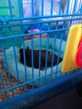 Cage-Mat Pig-Bed Hamster Guinea Pet-Sleeping Small Animal Fleece Winter Dog Soft 5colors