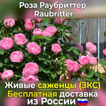 

Coracious rose seedlings Raubritter (Raubritter) -free shipping from Russia, not seeds, live flowers in a pot