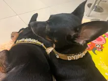 Personalized Dog Collar Leather Rhinestone Bling Charms Custom Pet Dogs Cat Name