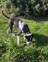Arnés táctico militar para perros, Collar de trabajo K9 para mascotas pequeñas y grandes, chaleco de servicio para perros con mango, productos para mascotas