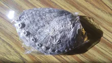 Soap-Dish Seashell Jewelry Nautical-Decor Aquarium Beach 5-Sizes