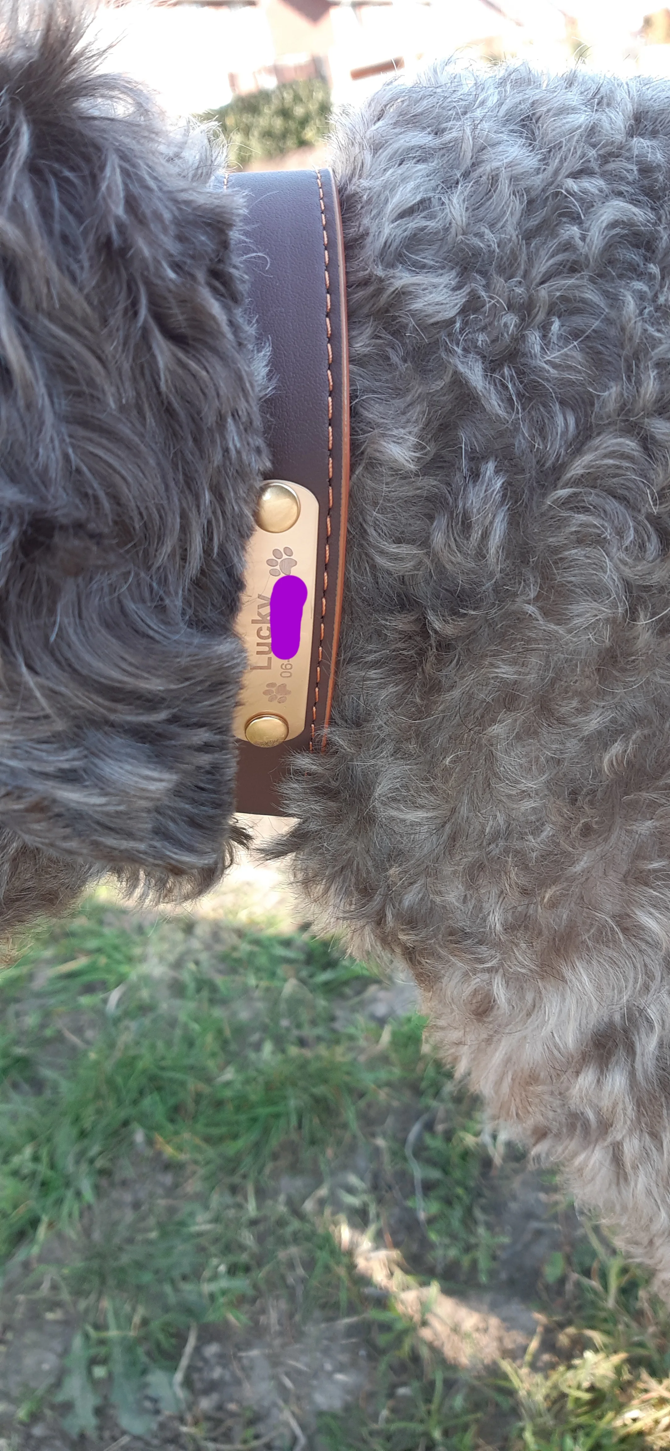 AiruiDog Adjustable Personalized Dog Collar Leather Puppy ID Name Custom Engraved XS-L