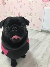 Vest Jacket Pets-Clothing Pug-Coat Puppy Dogs French Bulldog Waterproof Small Winter