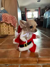 Disfraces de Navidad para gatos, ropa divertida de Papá Noel para gatos pequeños, perros, ropa para gato mascota, trajes de invierno para gatitos