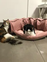 Túnel para cama de gato, tubo extraíble plegable para mascotas, juguetes interactivos con bolas de felpa para cachorros