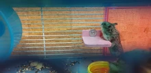 Rack Plate-Toys Hamster Squirrel-Cage Wooden Rectangle Colorful
