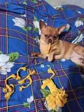 Pawstrip-Cuerda de juguetes para perro, resistente a las mordeduras, limpieza de dientes, juguete para masticar para perros, animales de dibujos animados, tienda de mascotas, 1 ud.