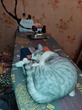 Dog Clipper Shaver-Machine Pet-Hair-Trimmer Grooming Electric Professional Rechargeable