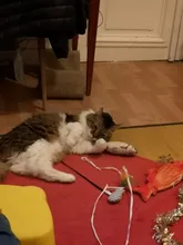 Doll-Pillow Cat-Toy Cat Mint Simulation-Fish Grass-Carp Funny New Pet-Molar