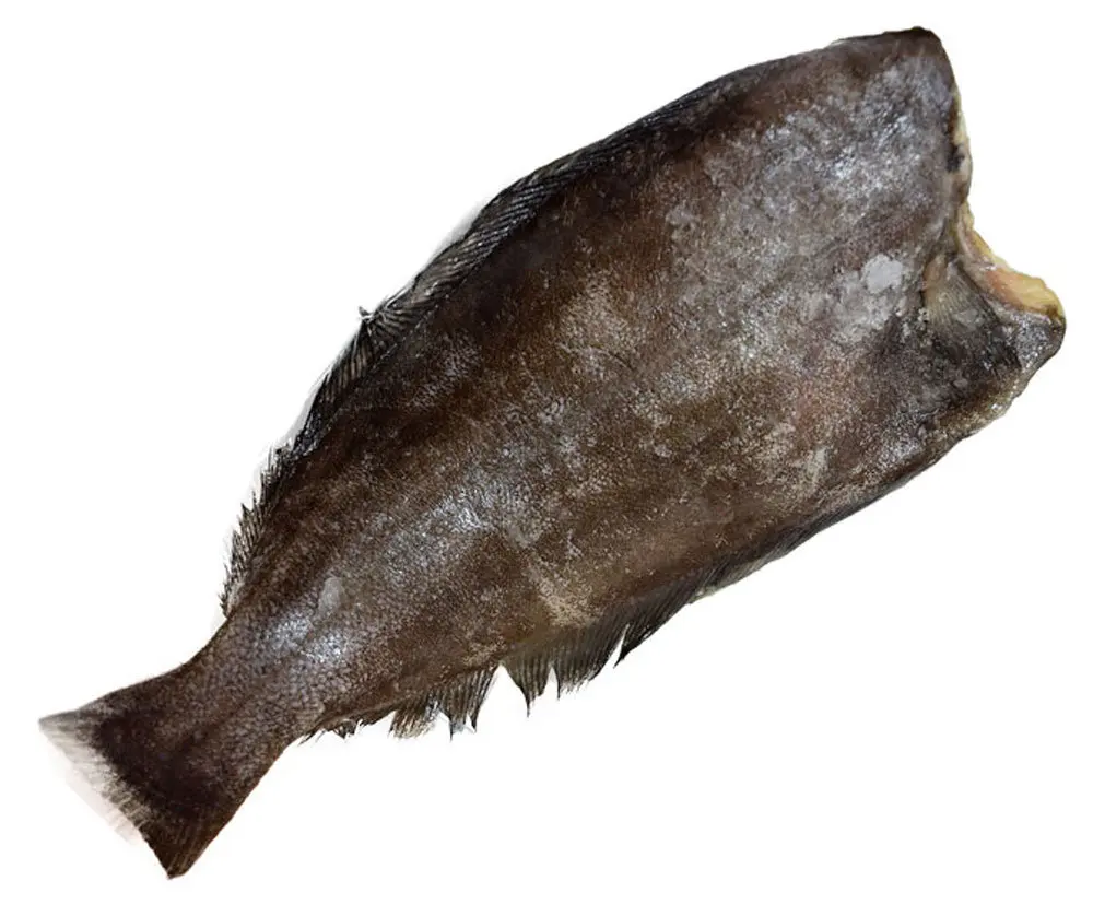 палтус рыба синекорый. палтус стрелозуб. атлантический белокорый палтус. палтус рыба живая. палтус дальневосточный.