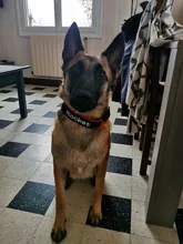 Necklace Name-Tags Dog-Collar KOMMILIFE Personalized For Dogs Nylon with Explosion-Proof