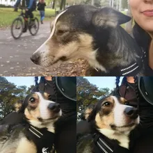 Truelove Pet Dog Harness Large Small For Pitbull Reflective Safety Harness For Dogs