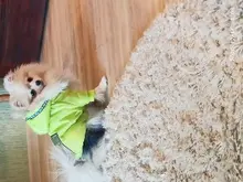 Jumpsuit Pet-Costumes Cotton-Padded Silver-Color Dogs Waterproof Winter Fashion for Hoodie