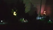 Decorative-Lamp Solar-Light Flower Lily Lawn-Path Yard Outdoor Led Garden Waterproof
