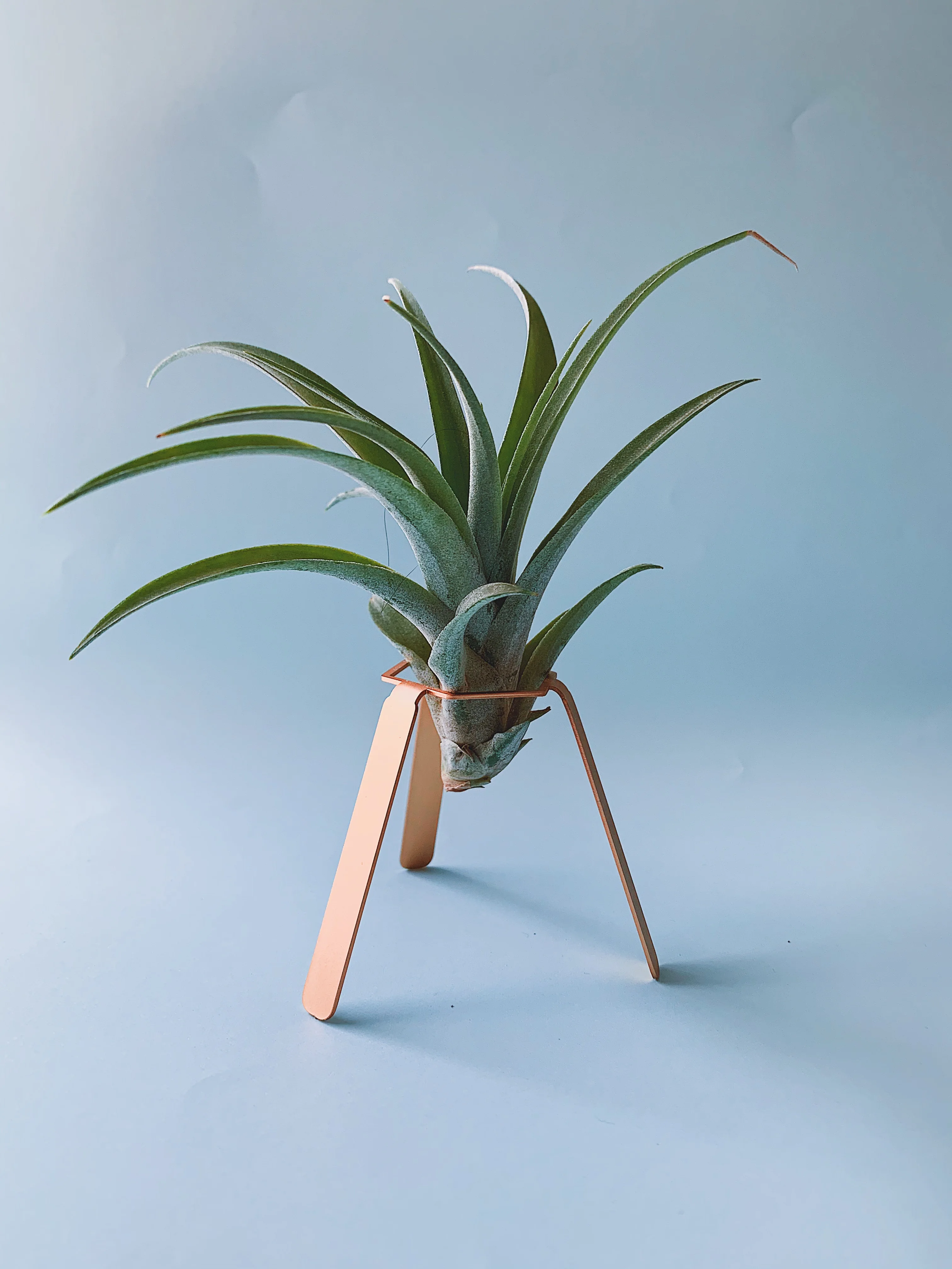 Airplant Abditha с декоративным розовым металлическим держателем ручной работы