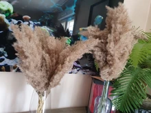 Pampas-Grass Reed Flower Wedding-Decoration Bunch Light-Color Natural Dried Christmas