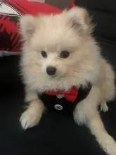 Elegante pajarita arnés tipo chaleco para perro con correa ajustable, Gato conjunto de Correa y arnés lindo arco nudo esmoquin para gatos gatito cachorro