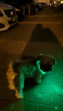 Alta calidad 1 Uds Multi-color LED Collar de perro ajustable mascota de seguridad nocturna Collar luminoso luz perro brillante Collar Correa
