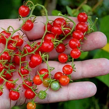 Мини-купольные домики tohumu 10 tohum