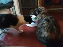 Ball Cat-Toys Play Cat Intelligence Tower-Tracks-Disc Training Amusement-Plate