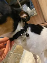 Dog-Collar Engraved Name-Tag Braided Dog Puppy Dogs Small Personalized Free-Bell 