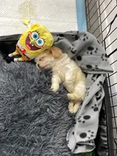 Blanket Mattress Cushion-House Sleeping-Cover Dogs Small Soft-Fleece Large Cat-Bed Puppy