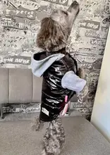 Hoodies Jacket Puppy French-Bulldog Small Dogs Waterproof Dog Chihuahua Winter Autumn