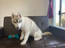 1 Uds mascotas suministros para mascotas perros perro cachorro de algodón perro nudo juguete Durable hueso trenzado cuerda 15CM divertido herramienta (Color al azar)