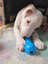 Dog-Toy Molar Small-Dogs Training Rubber Dog-Bite-Resistant Teeth New with 