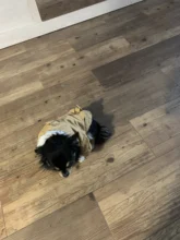 Chaqueta con capucha para gatos domésticos y perros, abrigo cálido para invierno, para perros medianos y pequeños, Chihuahua, ropa ligera