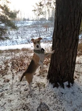 Personalized Fabric Super Strong Durable Martingale Collars for Dogs Heavy Duty Duty