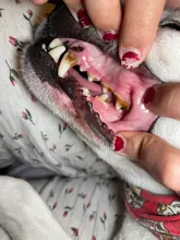 Eliminador de cálculo ultrasónico para el hogar, escarificador Dental eléctrico portátil, manchas de humo sónicas, placa de sarro, dientes blancos