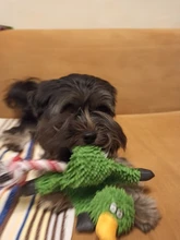 Perro de juguete duradera lindo papá pato haciendo sonido perro de peluche juguetes masticables para cachorros formación juguetes para la dentición para pequeños perros mediano